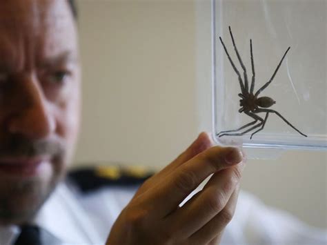 Stowaway! Giant fast-moving huntsman spider with a nasty bite lands in ...