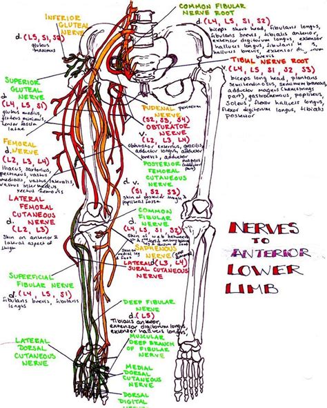 Lower Limb Nervous System Anatomy Nerve Anatomy | Images and Photos finder