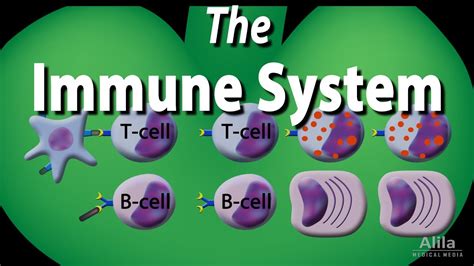 The Immune System Overview, Animation - YouTube