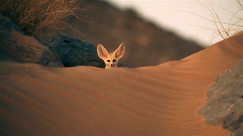 fennec fox habitat - Google Search | Super cute animals, Fennec fox ...