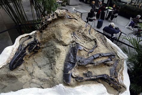 'Dueling dinosaurs' fossils donated to North Carolina museum | AP News