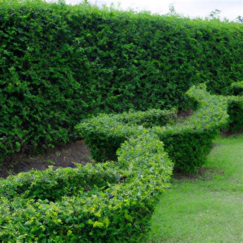 When is the Best Time to Trim Bushes? – A Guide for Pruning Different ...