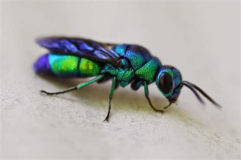 One species a day: Cuckoo wasp