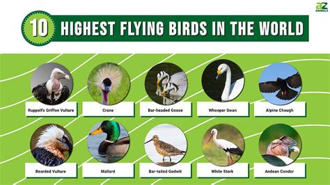 The Top 10 Highest Flying Birds in the World - A-Z Animals