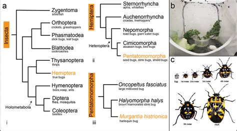 Phylogenetic context and life cycle of Murgantia histrionica. a ...