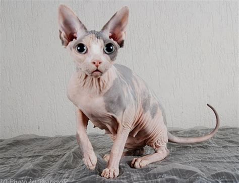 6 World's Weirdest Looking Cat Breeds - HubPages