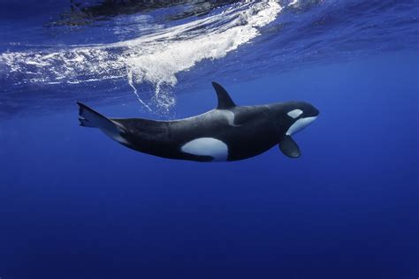 Killer Whale (Orca) Facts