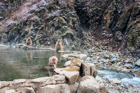 Nagano Snow Monkeys - how to visit Jigokudani Monkey Park - CK Travels