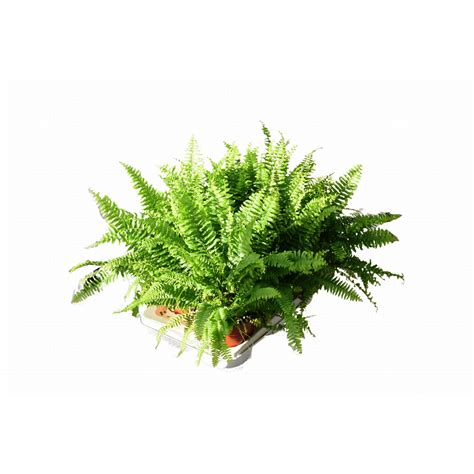 Planta, feriga nephrolepis green moment, Dixiestore, P17 - eMAG.ro