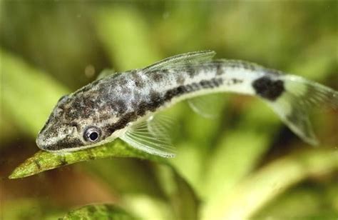 Breeding Otocinclus Catfish - Breeding Mania