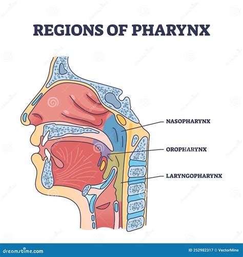 Regions Of Pharynx And Throat Parts Division From Side View Outline ...