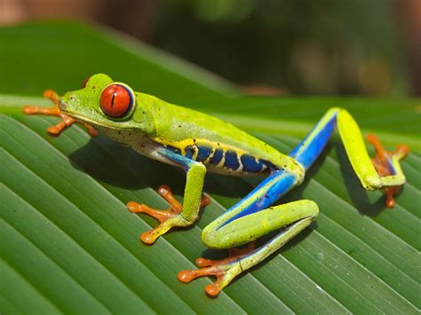 File:Red eyed tree frog edit2.jpg - Wikimedia Commons