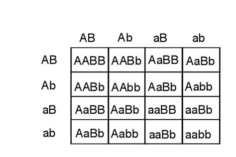 16 punnett square examples - OsbornFraley's blog