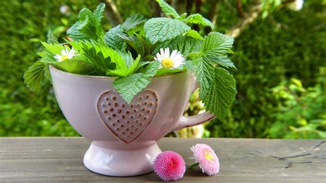 Easy Tea Garden Plants to Grow for Your Very Own Tea Garden