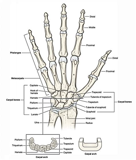 Image result for phalanges | Anatomy, Medical anatomy, Medical school stuff