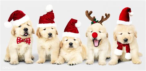 Group of adorable Golden Retriever puppies wearing Christmas costumes ...