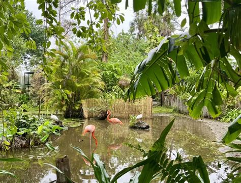 Everglades Wonder Gardens: 8 ways the old-time site delights