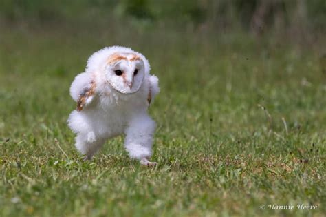 PetaPixel - Photographer Captures Baby Barn Owl Mid-Run | ClubSNAP ...