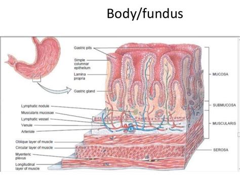 Histology of git