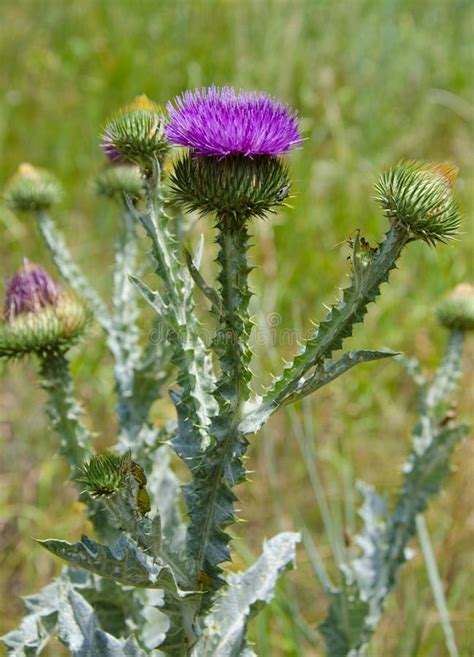 Milk Thistle Flowers.Blessed Milk Thistle Flowers, Close. Silybum ...