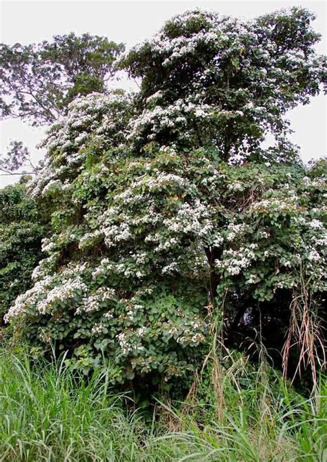 Cordia africana - Alchetron, The Free Social Encyclopedia