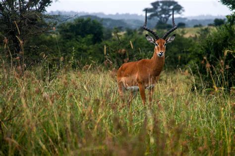 Io Torno A Vivere: Getting close to animals at Nairobi National Park in ...