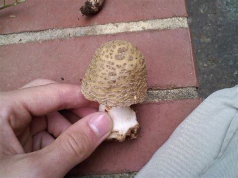 Agaric Id please? - Mushroom Hunting and Identification - Shroomery ...