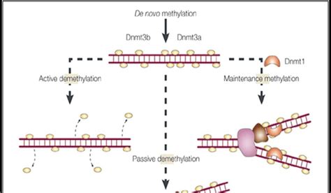 Epigenetics Encyclopedia: DNA Methylation & Gene Expression