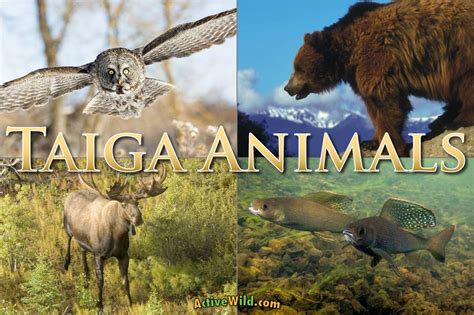 Taiga Animals: List Of Animals That Live In The Taiga Biome With Pictures