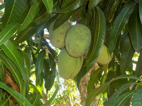 Jamaican Foodie: Jamaican Fruits- Limes