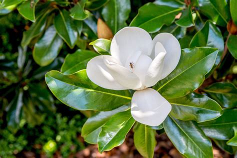 12 Popular Types of Magnolia Trees and Shrubs