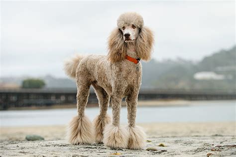 Poodle Dog Breed Information