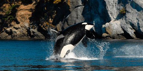 Long Game required to save Orca - Earthrace Conservation