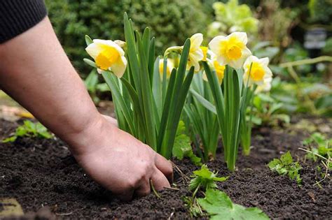 Why Are Daffodils Wonderful Bulbs To Plant?