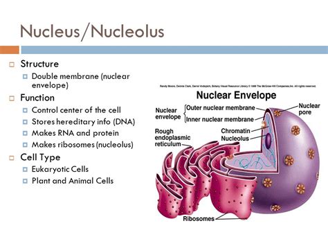 Nucleus Structure And Function