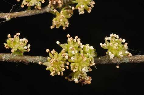 Streblus asper (Moraceae) image 96919 at PhytoImages.siu.edu