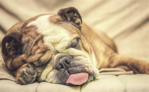 18 Products For The Lazy Dog That Loves To Nap - BARK Post