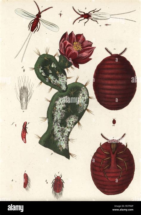 Cochineal beetle, Dactylopius coccus (Coccus cacti) on a prickly pear ...