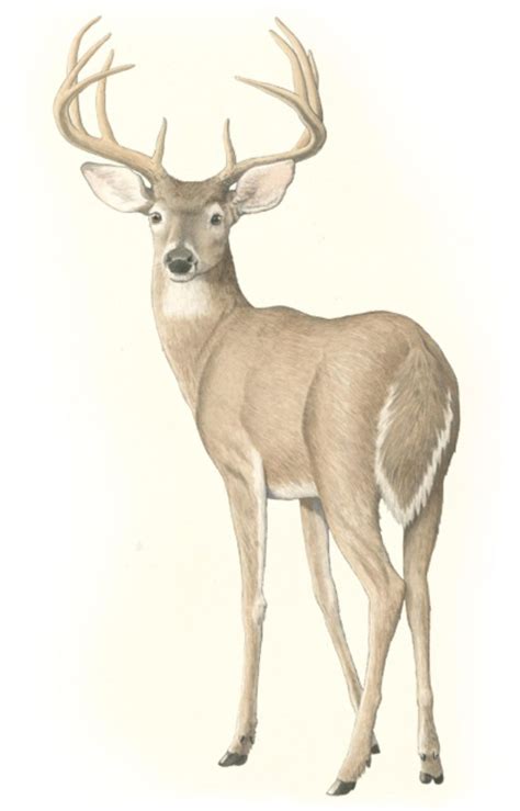 Pin by Deunique Debra on Animal - Deer | Deer drawing, Deer ...