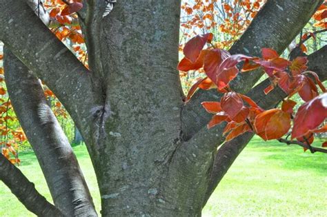 copper or purple beech, a tree worth waiting for - A Way To Garden