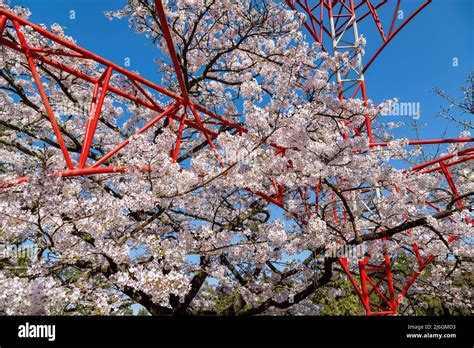 Cherry blossom in Alishan National Forest Recreation Area at Chiayi ...