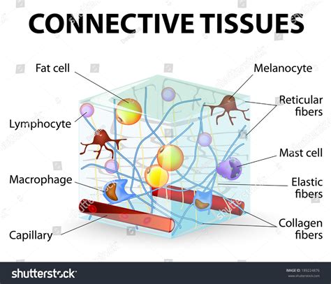 Connective Tissue Labeled