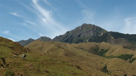 He mātauranga huaota o Hikurangi – The botany of Hikurangi | Te Papa’s Blog