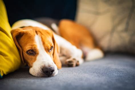 What to Know About Lethargy in Dogs