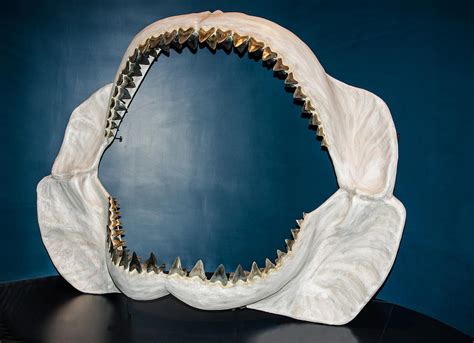 Megalodon Jaw Photograph by Millard H. Sharp - Pixels