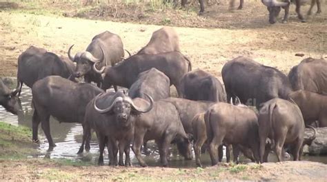 African Buffalo herd drinking in river - closer view - Buy, Sell or ...