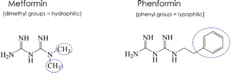 Chemical structure of biguanides metformin and phenformin | Download ...