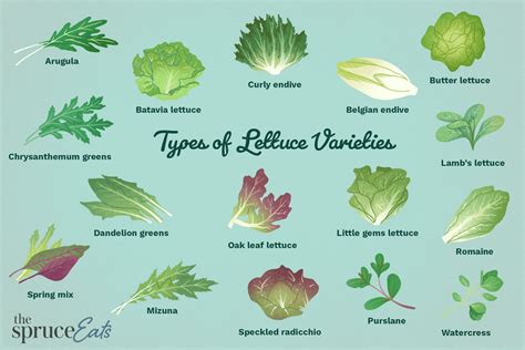 16 Types of Lettuce Varieties