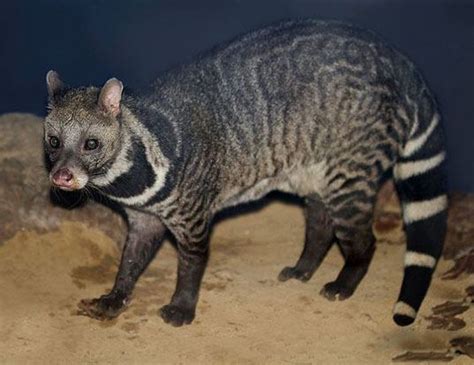 MALABAR CIVET LIFE EXPECTANCY