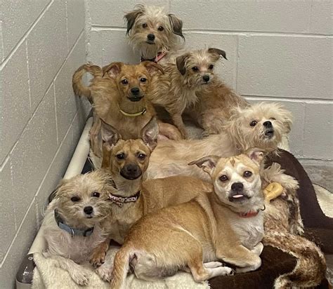 Humane Society Saves 80 Dogs From Ohio House in its Largest Rescue